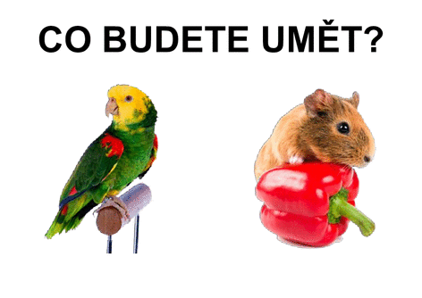CO BUDETE UMĚT