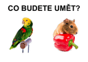 CO BUDETE UMĚT